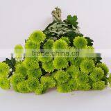 Fresh Cut Top Sell Flower Mini Head Green Chrysanthumum Flower From Yunnan thumbnail-1