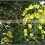 CASSIA FISTULA thumbnail-1