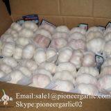 New Crop Fresh Jinxiang Normal White Garlic 5cm And Up In Carton Box Packing thumbnail-1