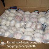 New Crop Fresh Jinxiang Normal White Garlic 5cm And Up In Carton Box Packing