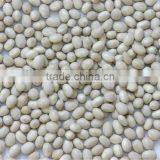 Round White Kidney Beans