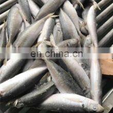 Frozen Small Eye Horse Mackerel Decapterus Maruadsi Round Scad thumbnail-5