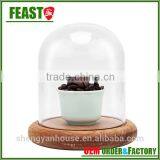 Bell Jar With Wooden Base Clear Glass Dome Stand thumbnail-4