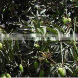 Fresh Pakistani Mango thumbnail-1