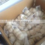 shandong garlic price for sale