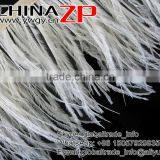 ZPDECOR No.1 Feather Supplier Feather Size 15-20 cm Beige Ostrich Feather Fringe thumbnail-2