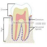 Oral Pathology/human Pathology Prepared Slides