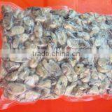 Frozen Sea Shells Fresh Oyster Meat
