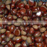 2016 Fresh Chestnuts Price