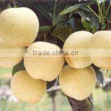 wholesale price fresh snow pear