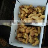 PVC BOXES FRESH GINGER thumbnail-4