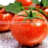 fresh tomato crops 2014