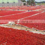 Dry Red Chili / Pepper - High Quality From Vietnam thumbnail-2