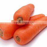 Red/Orange Carrot Seed Red Ginseng thumbnail-4