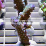 ESUN Polycaprolactone (polymorph)for Coral Reef Frag Glue Application in Aquarium thumbnail-2