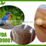 High Quality Fish Food And Bird Food Dried Mealworm thumbnail-2