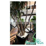 Rattan Furniture Decoration Pots With Water Indicator,garden Planter Pots,self-watering Planter,hydroponic Systems Planter Pots thumbnail-3