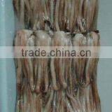 Illex Squid Tentacle thumbnail-1