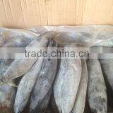 Sea Frozen Bonito Tuna thumbnail-1