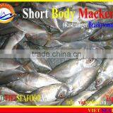FROZEN SHORT BODY MACKEREL WHOLE ROUND thumbnail-4
