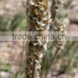 Psyllium Seed thumbnail-1