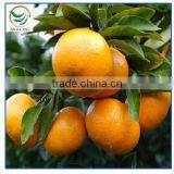 Kinds of Citrus Oranges Friuts thumbnail-1