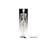 Sell 85cm Skeleton with Spinal Nerves