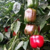 YiNong company overview - view 3 thumbnail