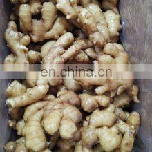 Siinocharm 2022 New Crop Hot Sale High Quality Fresh Whole Ginger thumbnail-5
