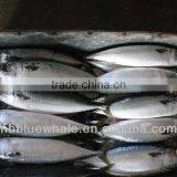Atlantic Mackerel Whole Rund Scomber Scombrus