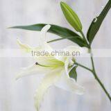 Really elegance peace preserved lily flower