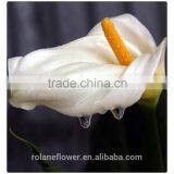 2016 Fashion Graceful White Calla Lily Flower to Express Global thumbnail-3