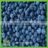 IQF Frozen Chinese China Best Quality Better Quality Wild Blueberry Blueberries thumbnail-1