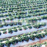 Hengxiang Hot Sale Agricultural Film Machinery thumbnail-1