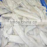 Loligo Gahi thumbnail-1