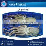 Excellent Quality and Tasty Octopus From Wholesale Supplier thumbnail-3