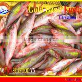 FROZEN GOLD BAND FUSILIER thumbnail-6