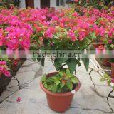 Bougainvillea Spectabilis thumbnail-4
