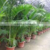Areca Palm (Chrysalidocarpus Lutescens) Yellow Butterfly Palm thumbnail-4