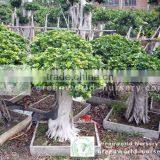 Ficus Microcarpa for Sell thumbnail-1