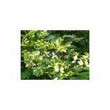 Natural Quercetin 98% thumbnail-1