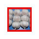 Garlic thumbnail-1