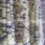 USA Fresh Yellow Sweet Corn Vietnam With Best Price