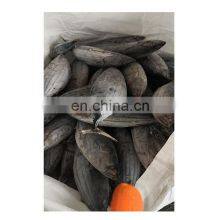 IQF WR Chinese Frozen Skipjack Tuna Fish Price for Export thumbnail-1