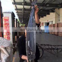 Fresh Seafood Scientific Name of Spanish Mackerel thumbnail-5