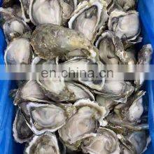 IQF Frozen Oyster With Half Shell Oyster Half Shell thumbnail-4