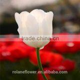 2016 High Quality Beautiful Cut White Tulip Flower From Kunming thumbnail-5