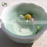 Organic Dried Purple Chrysanthemum Herbal Tea thumbnail-3