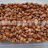 hebei origin apricot kernels for sale