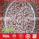 Fresh and New Blanched Peanut Kernel thumbnail-2